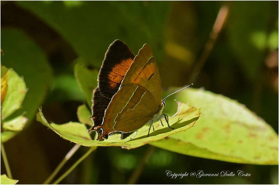 La splendida Thecla betulae